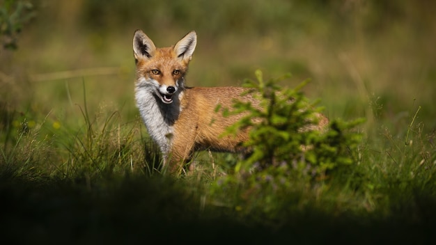 Premium Photo | Red fox hiding behind small green tree on a glade in ...