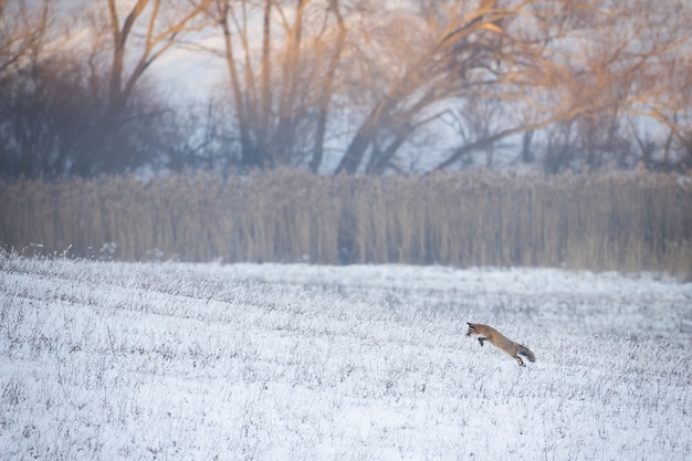 冬の雪に覆われた牧草地での赤狐狩り プレミアム写真