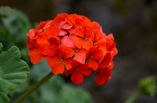 夏の庭の赤いゼラニウムの花をクローズアップ ツタの葉のゼラニウム 花の背景 選択と集中 プレミアム写真