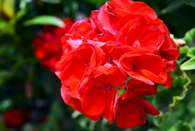 夏の庭の赤いゼラニウムの花をクローズアップ ツタの葉のゼラニウム 花の背景 選択と集中 プレミアム写真