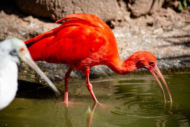 Premium Photo | The red guar is a pelecaniform bird of the family ...