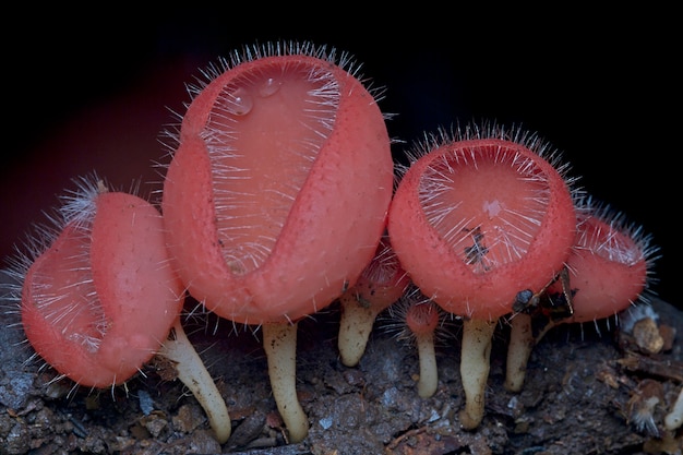 Premium Photo | Red hairy mushroom cookeina tricholoma on a wood