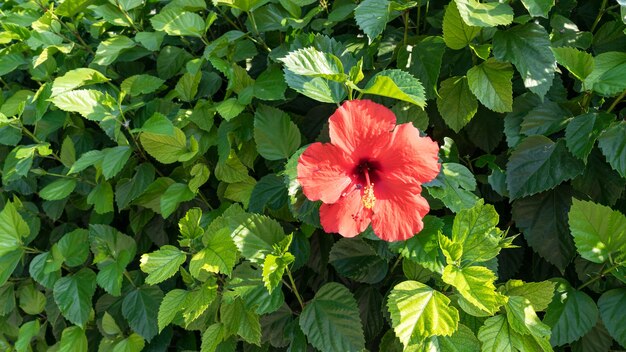 premium-photo-red-hibiscous-flower-on-the-background-of-green-leaves