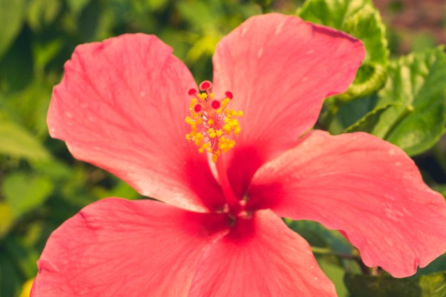 Premium Photo  Red hibiscus rosa-sinensis flower. malaysia 