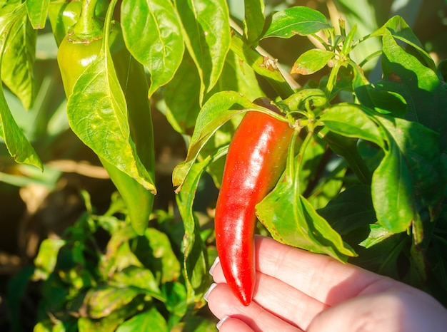 Premium Photo | Red hot pepper grows in the field. growing organic ...