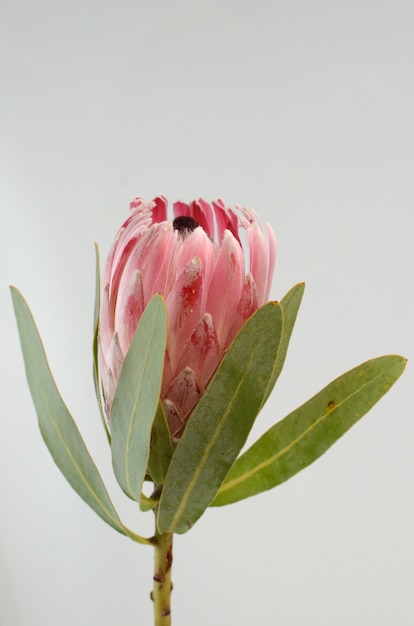  Red king protea  plant on white background Photo Premium 