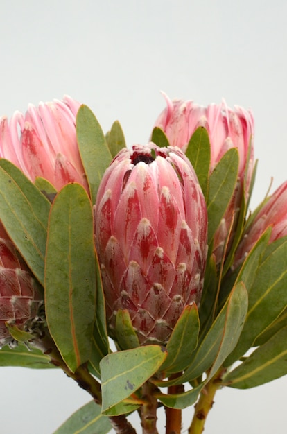  Red king protea  plant on white background Premium Photo