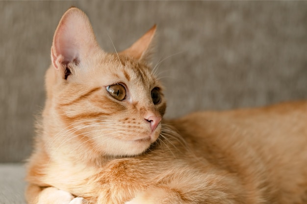 赤い怠惰な猫はソファに横たわる プレミアム写真
