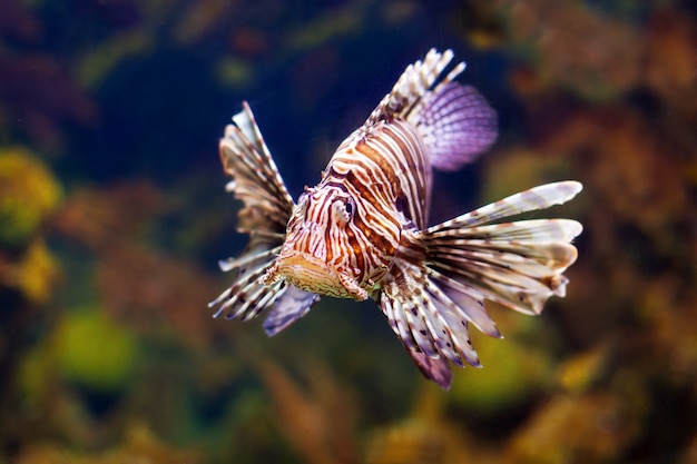 Free Photo | Red lionfish in water