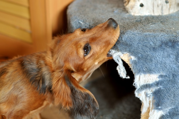 Premium Photo Red Long Haired Dachshund Dog Chews Furniture