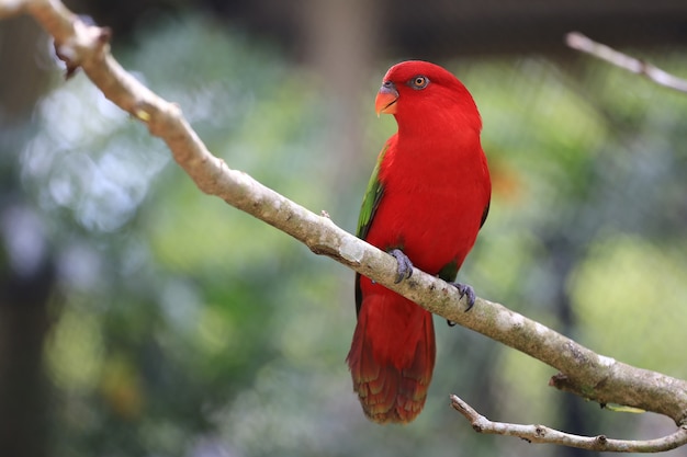 ジャングルの熱帯樹の枝に赤いマコアの鳥 野生動物はまれで絶滅の危機に瀕しています プレミアム写真