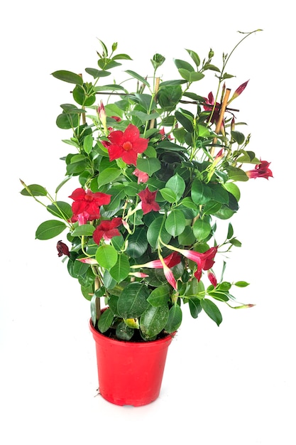 Premium Photo | Red mandevilla in front of white wall