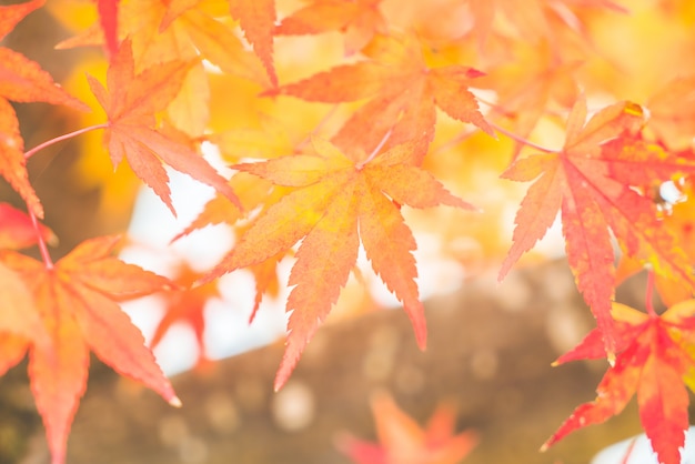 Free Photo | Red maple leaf