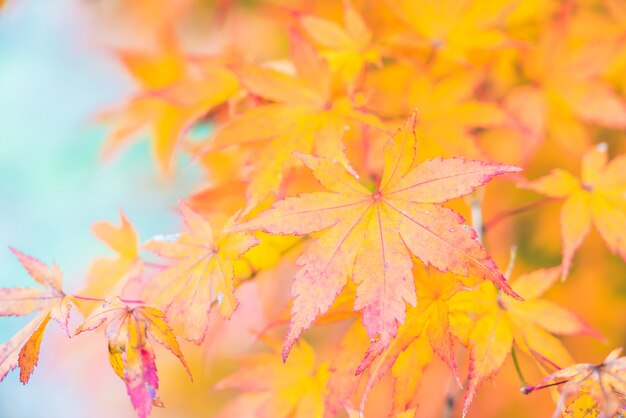 Free Photo | Red maple leaf