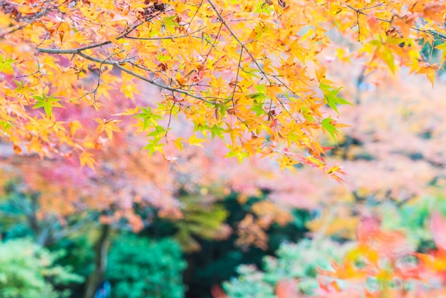 Red maple leaves blooming at arashiyama Photo | Premium ...