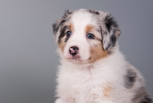 Premium Photo | Red merle australian shepherd puppy dog close-up with points, six weeks old, sitting in front of light gray wall.