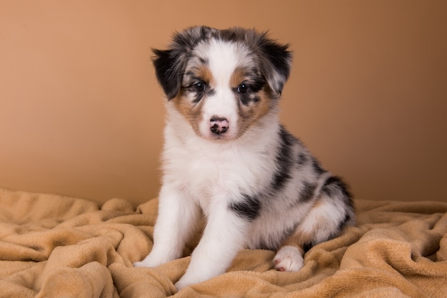 Vise dig bidragyder Ubestemt Premium Photo | Red merle australian shepherd puppy