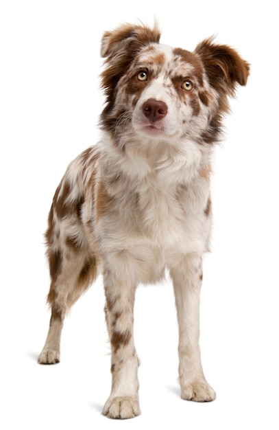 red merle border collie