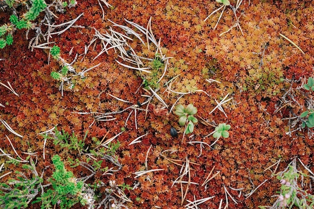 森の中の赤い苔 有機性自然の背景 プレミアム写真