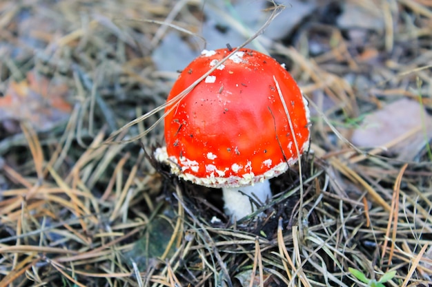 Premium Photo Red Mushroom Amanita Muscaria Fly Ageric Fly Amanita