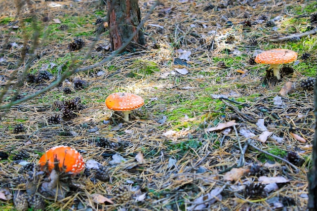 Premium Photo Red Mushroom Amanita Muscaria Fly Ageric Fly Amanita