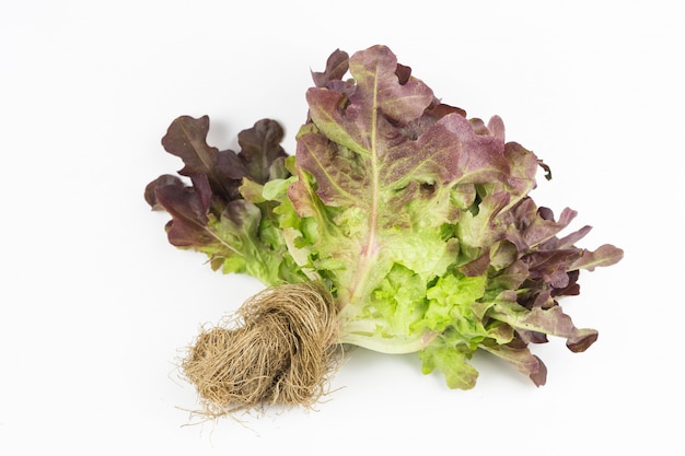 Download Premium Photo Red Oak Leaf Lettuce Isolated On White Background