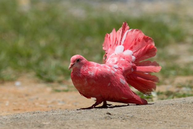 Premium Photo Red Pigeon On The Ground