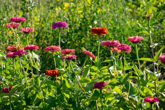 Premium Photo | Red, pink and purple flowers of zinia in a rural garden ...