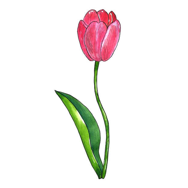 Premium Photo | Red pink tulip with leaf. hand drawn watercolor and ink ...