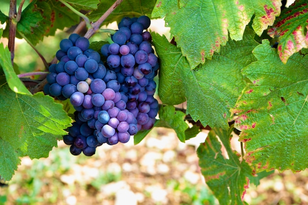 Premium Photo Red Pinot Noir Red Wine Grapes Burgundy Vineyard France