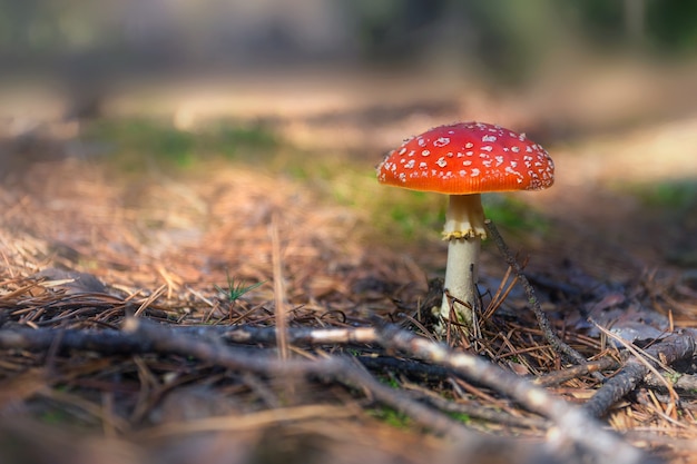 Premium Photo Red Poisonous Hallucinogenic And Toxic Mushroom