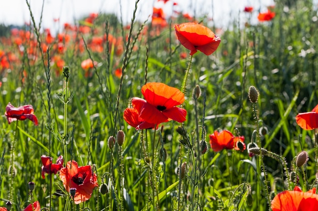 Premium Photo | Red poppies that have begun to fade