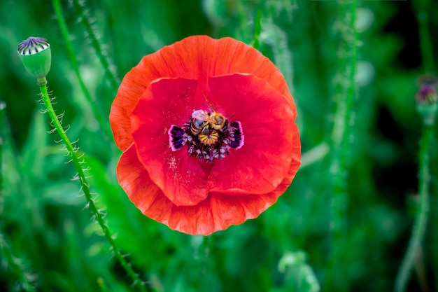 緑のぼやけた赤いポピーの花 プレミアム写真