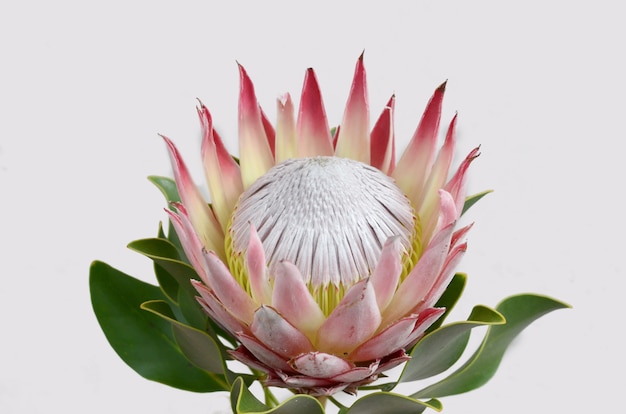 Premium Photo | Red protea flower bunch on a white isolated background ...