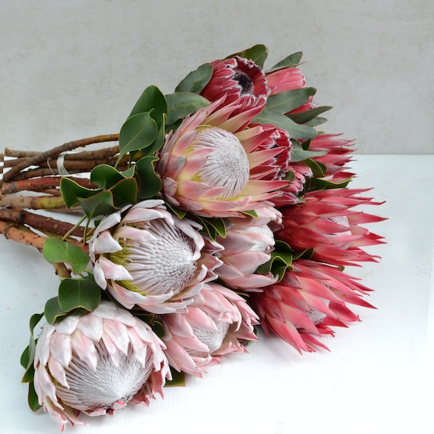 Premium Photo | Red protea flower bunch on a white isolated background ...