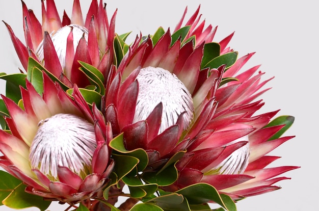 Red protea flower bunch on a white isolated background with clipping ...