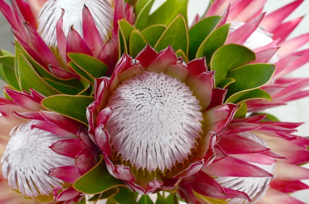 Premium Photo | Red protea flower bunch on a white isolated background ...