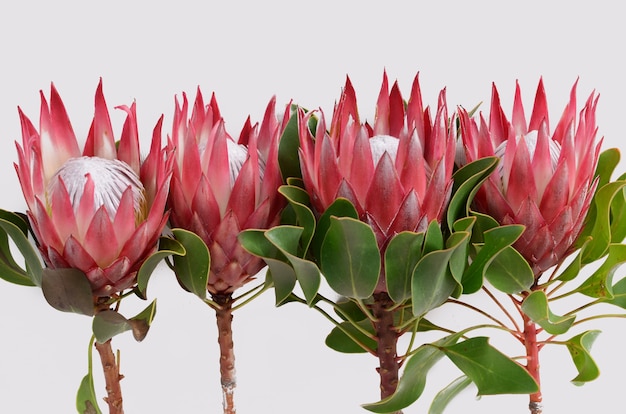 Premium Photo | Red protea flower isolated on a white background