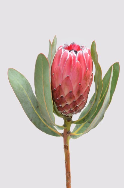 Premium Photo | Red protea flower isolated on a white background