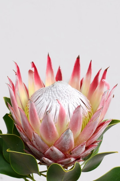 Premium Photo | Red protea flower isolated on a white background