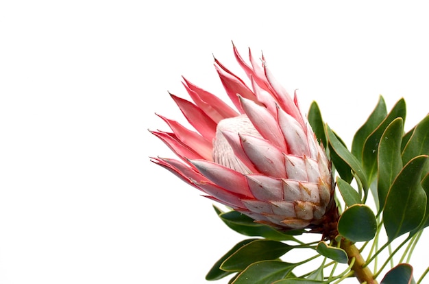 Premium Photo | Red protea in white background