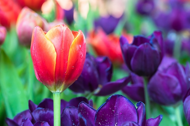 Premium Photo | Red and purple tulips in the garden