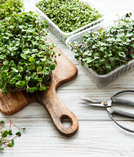 Premium Photo | Red radish microgreens