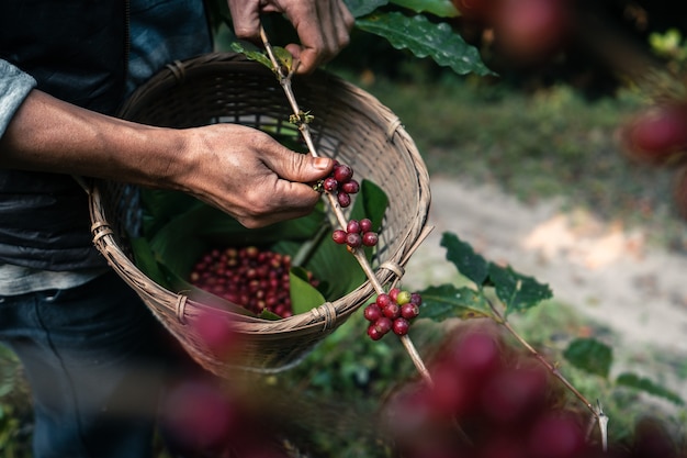 Premium Photo | Red ripe arabica coffee under the canopy of trees in ...