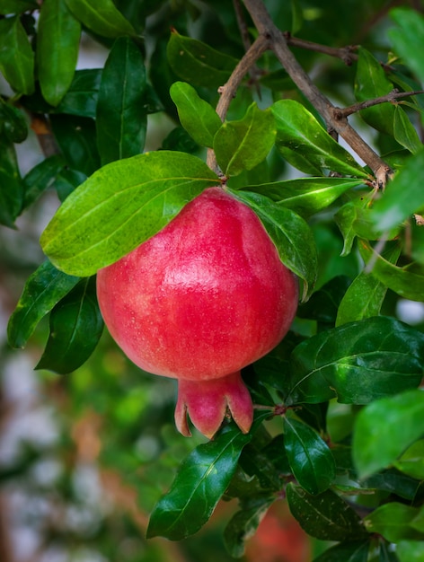 Premium Photo | Red ripe pomegranate on the tree