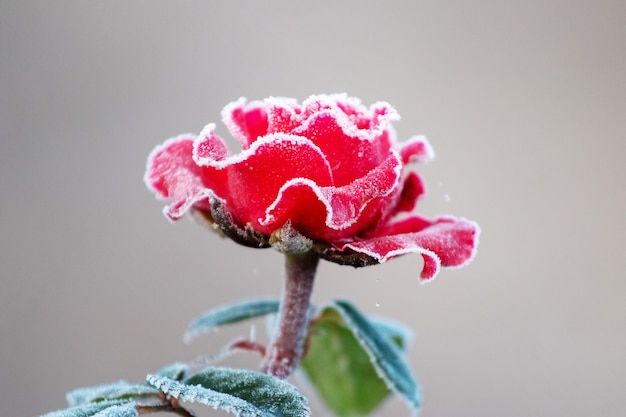 Premium Photo | Red rose covered with frost with a blurred background ...