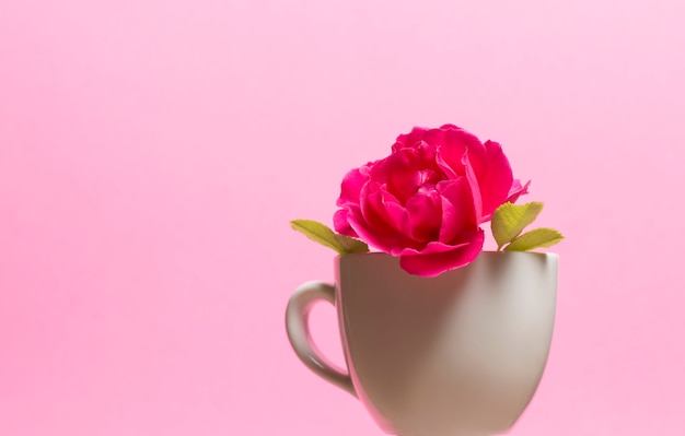 Premium Photo | Red rose in a cup on a pink background