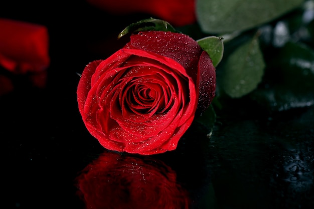 Free Photo | Red rose in darkness