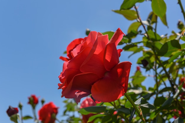 Розы Фото Цветов В Саду