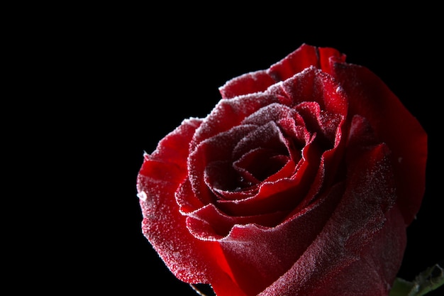 Premium Photo | Red rose in ice, isolated on black